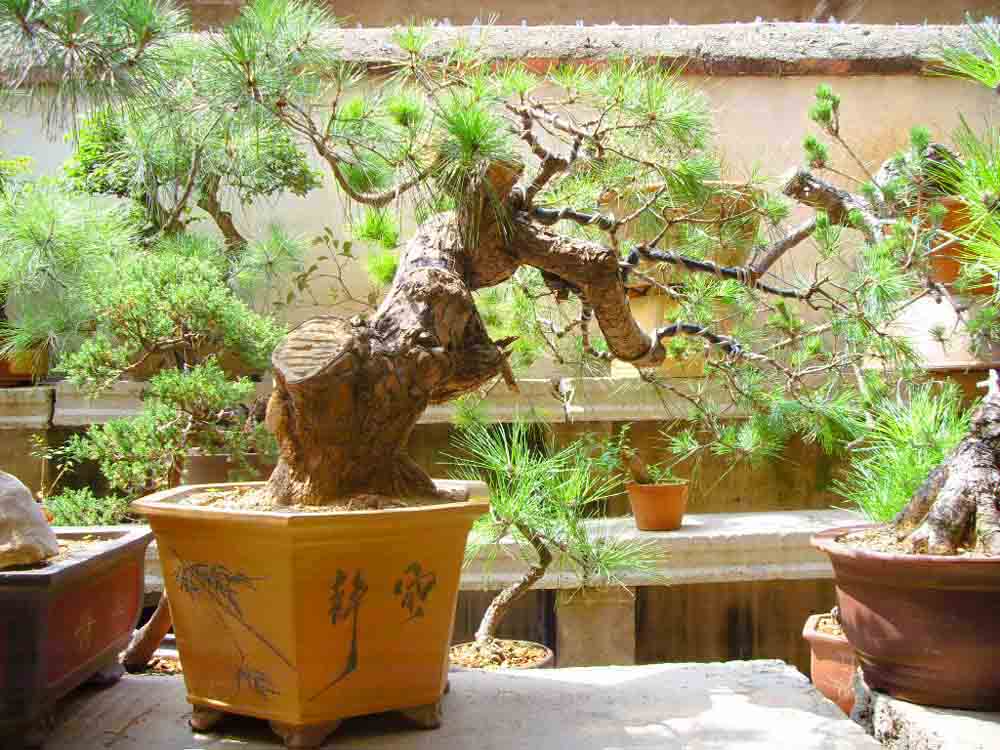 SDC12288.JPG