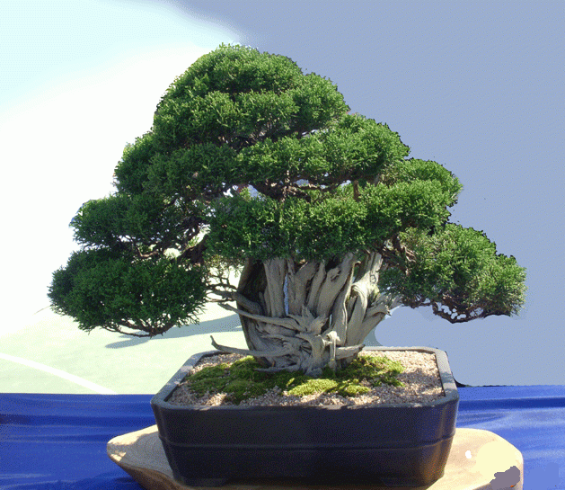 25A.gif