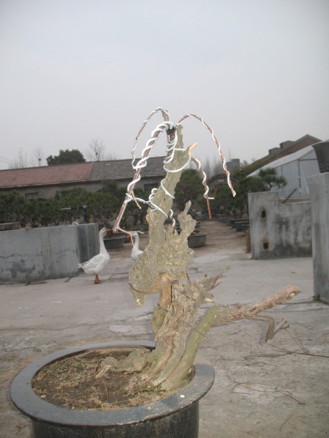 IMG_4678.jpg