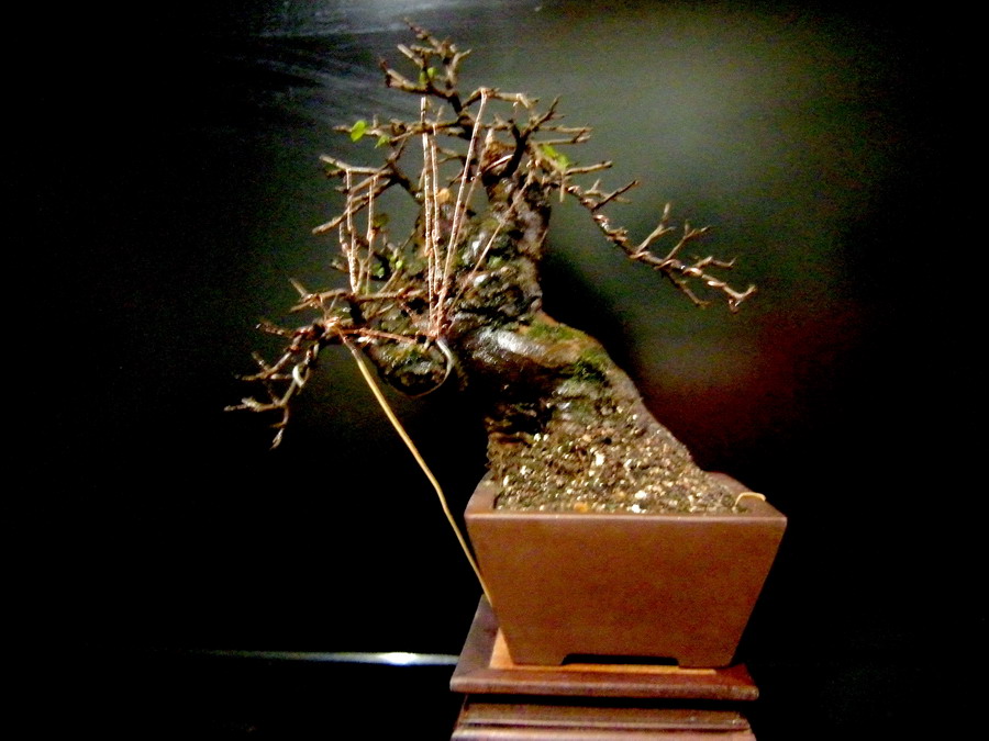 DSCN1736_СС.jpg