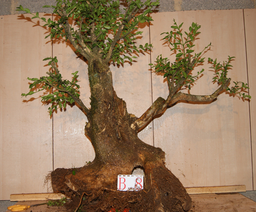 DSC03532.JPG