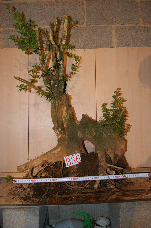 DSC03565.JPG