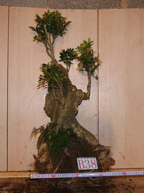 DSC03581.JPG