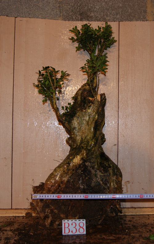DSC03585.JPG