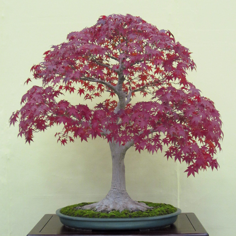 IMG0760-XL.jpg