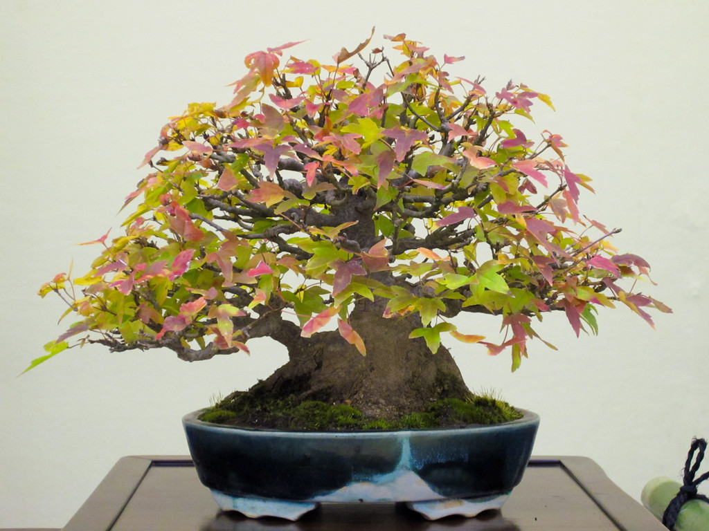 IMG0658-XL.jpg