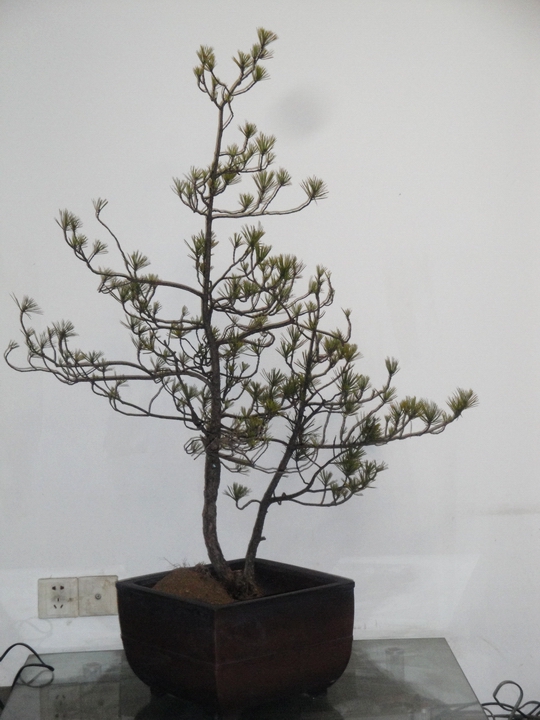 DSC07984.JPG