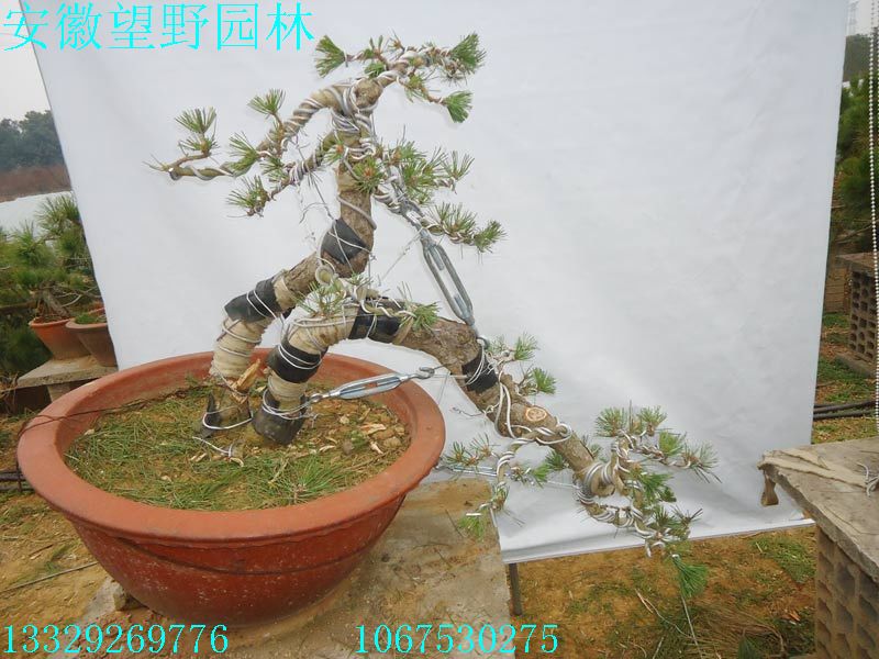 DSC03075A.jpg