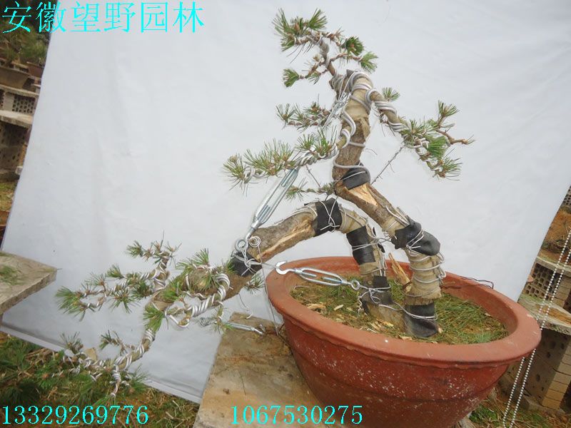 DSC03082D.jpg