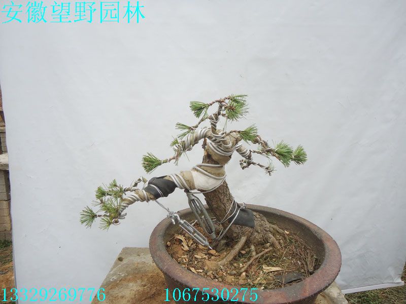 DSC03086A.jpg