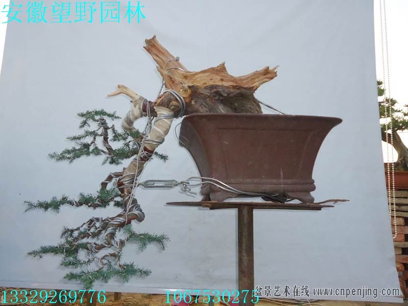 085455ez3z5vv2z6ettdxy.jpg