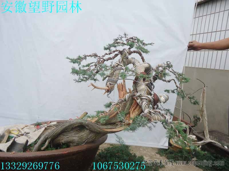 153235xiwqxsxyj659ywia.jpg