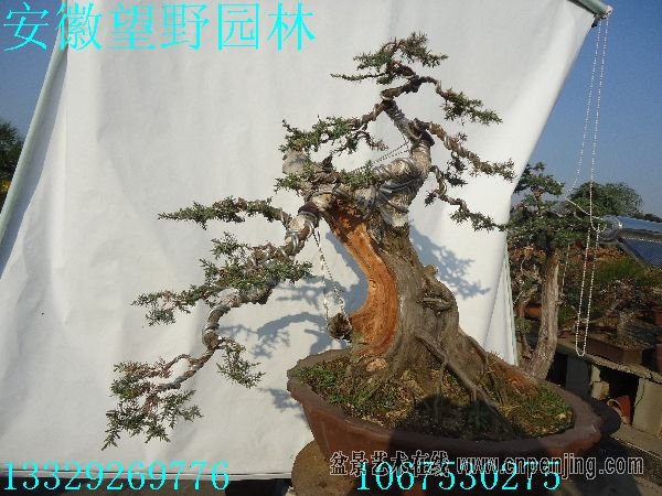 155804wk1sf76zx5v5grrz.jpg