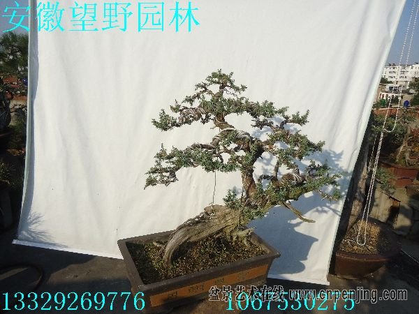 0953215ttl0g5leommeoz3.jpg