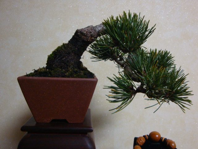DSC07298.JPG