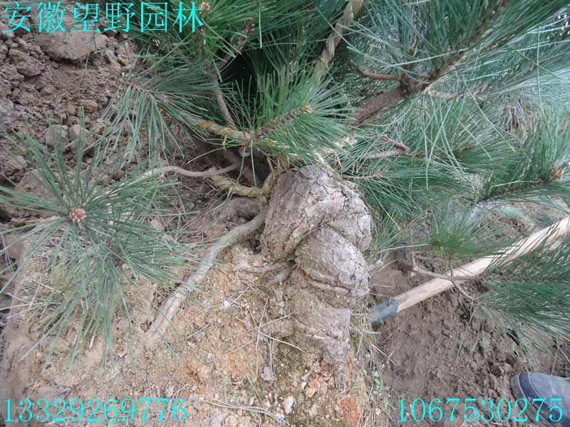 DSC03103.jpg