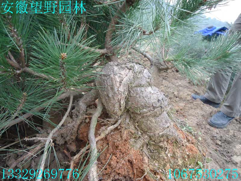 DSC03106.jpg