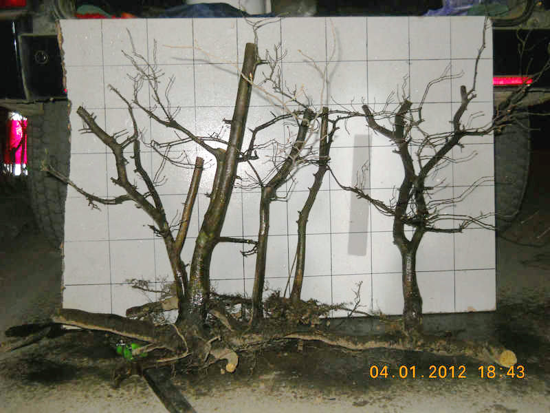 DSCN0500.JPG