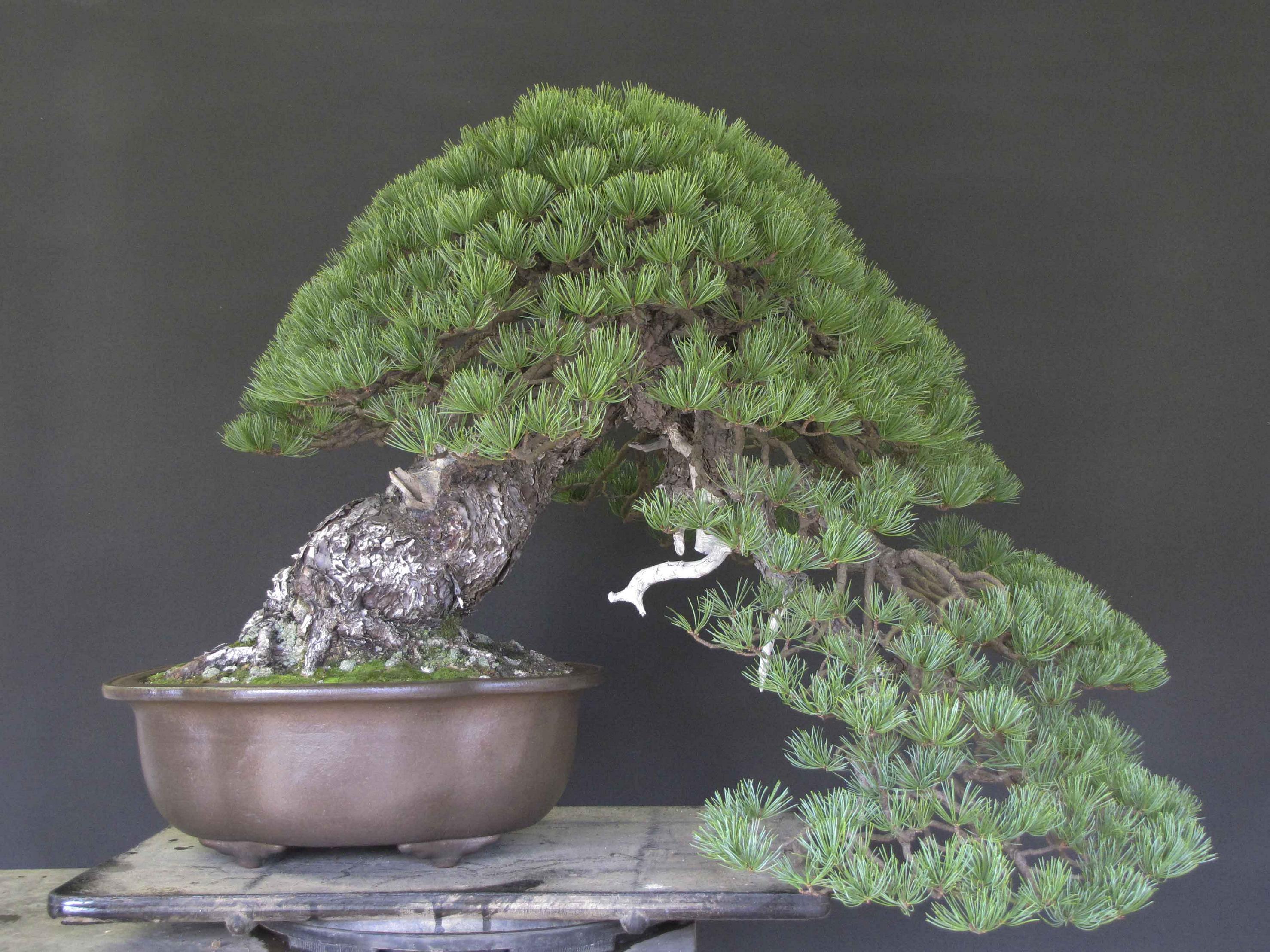 2011-sakafu-second-place.jpg