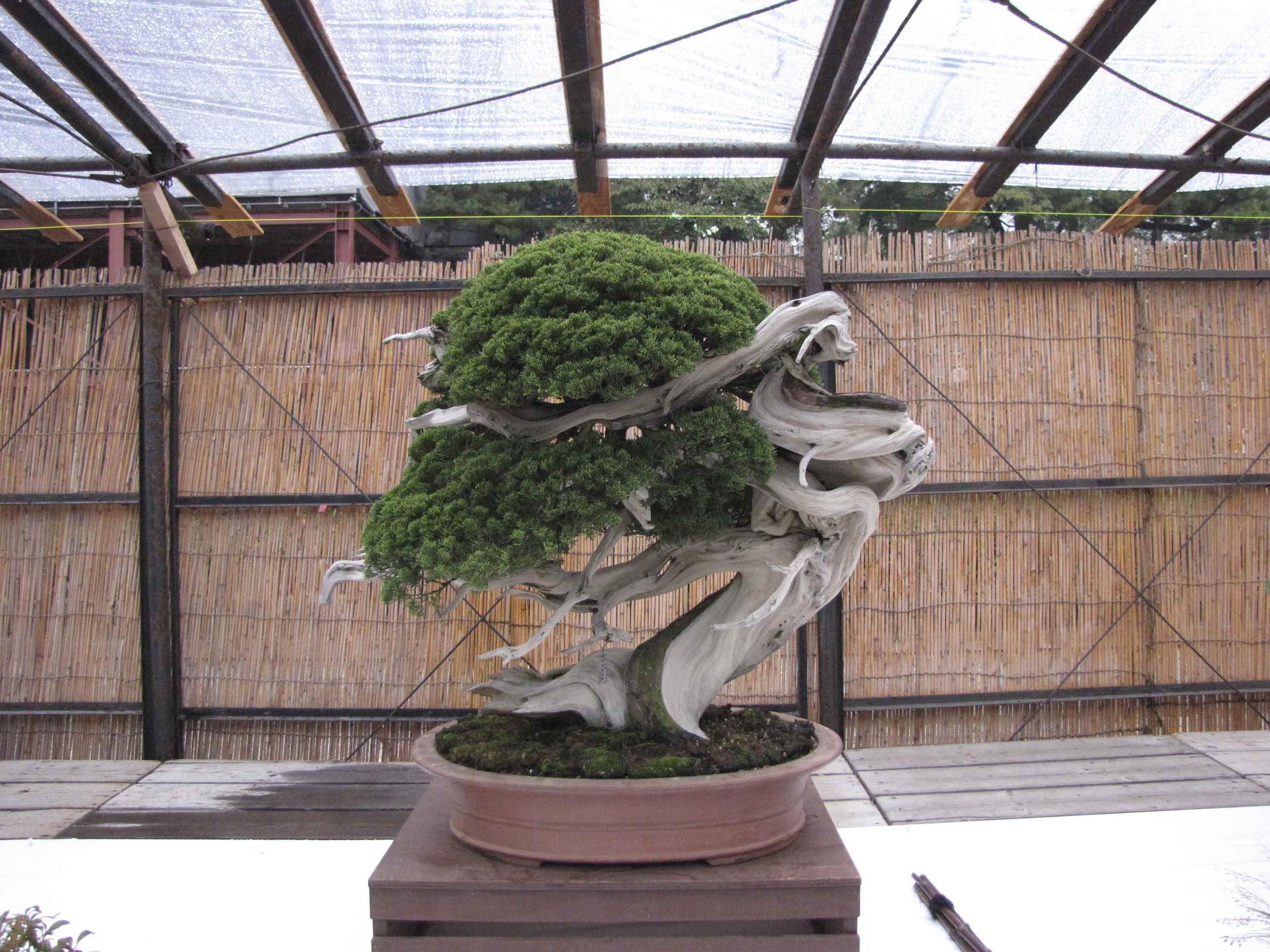 nagoya-castle-show-12.jpg