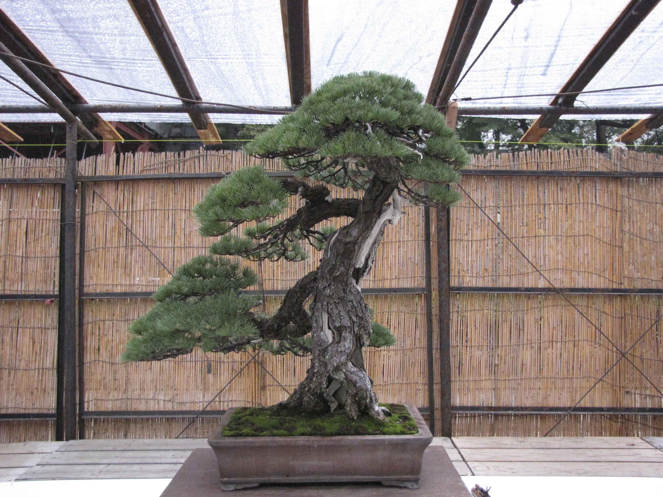 nagoya-castle-show-13.jpg