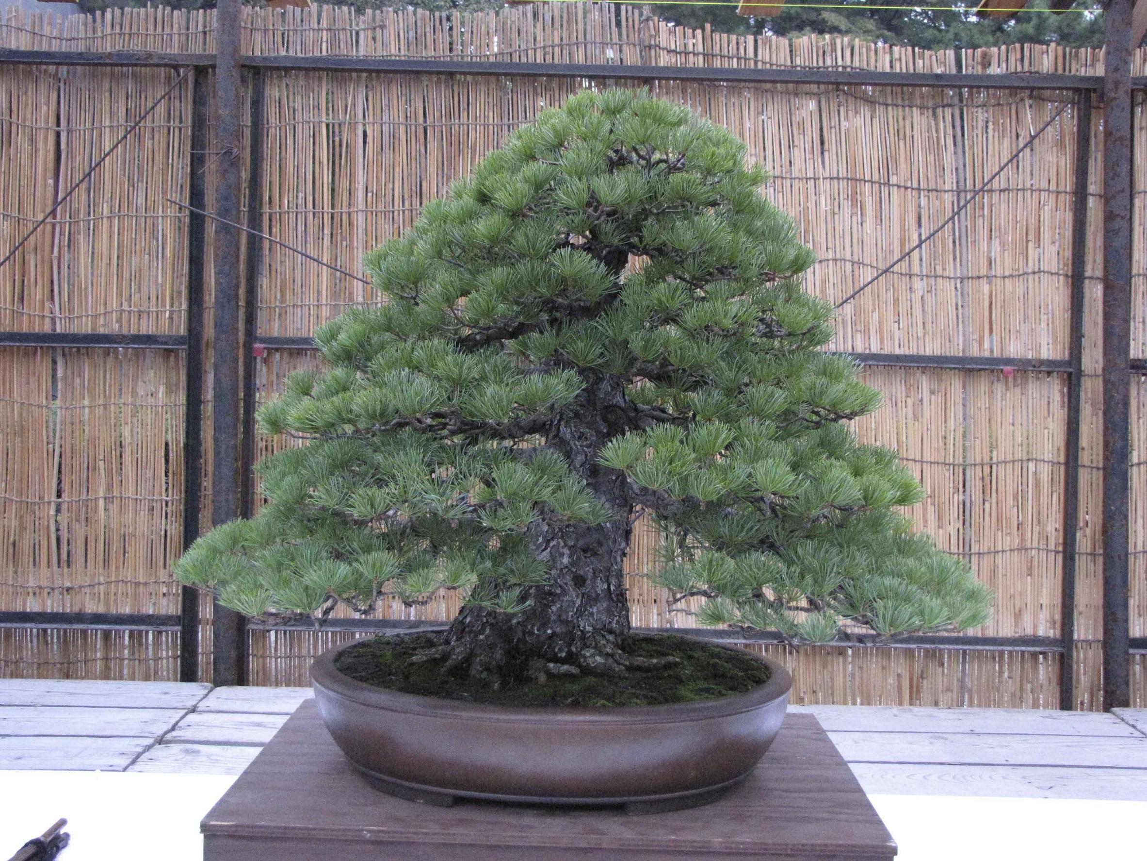 nagoya-castle-show-14.jpg