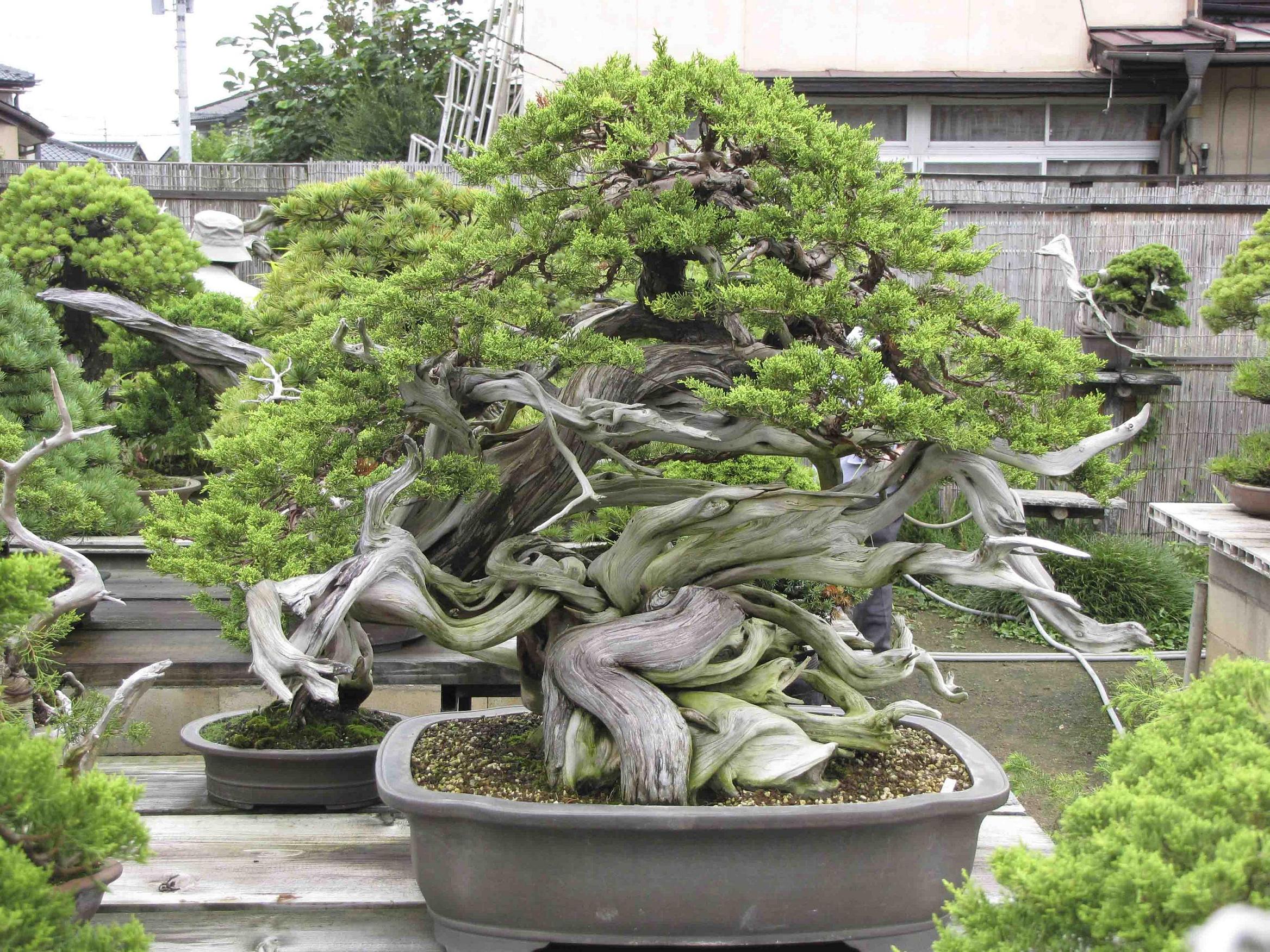 shoujyu-en-6.jpg