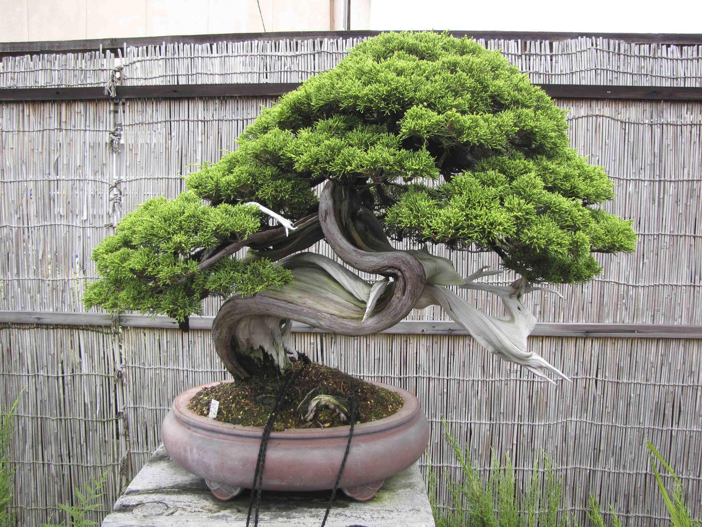 shoujyu-en-9.jpg