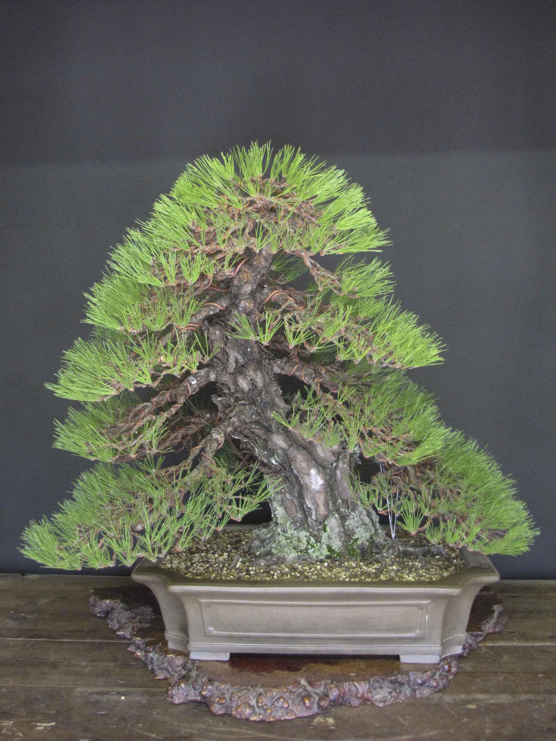 tree.jpg