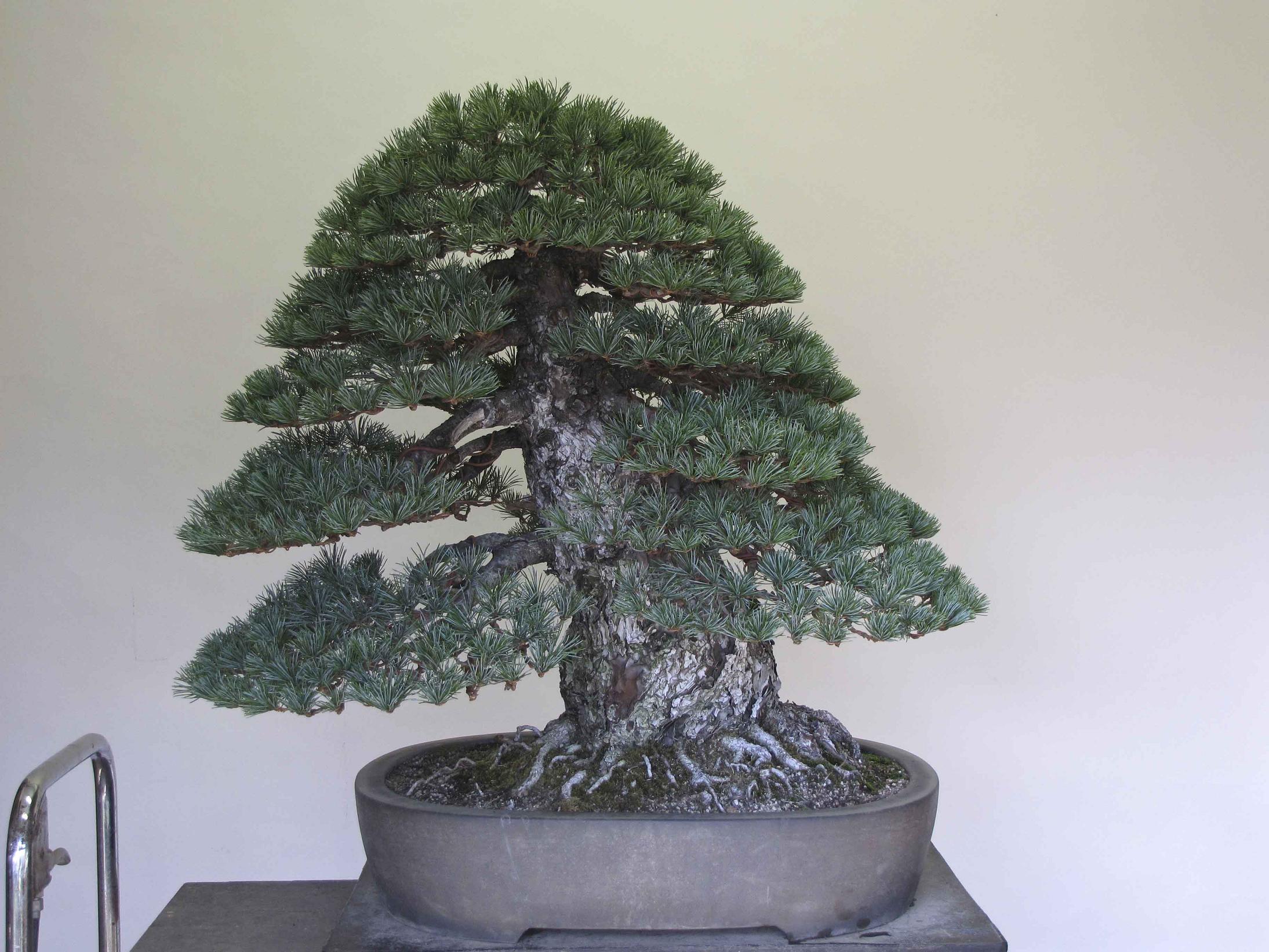 white-pine-3.jpg