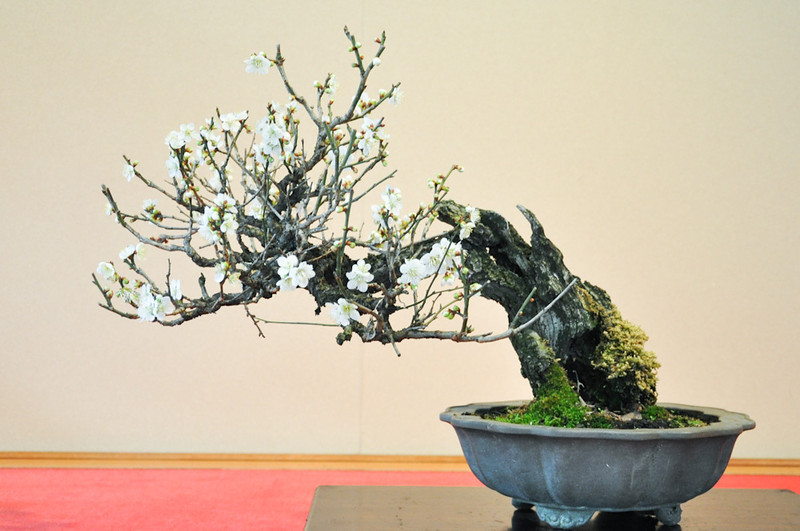 DSC0334-L.jpg