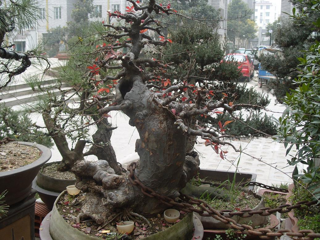 S1050363.JPG