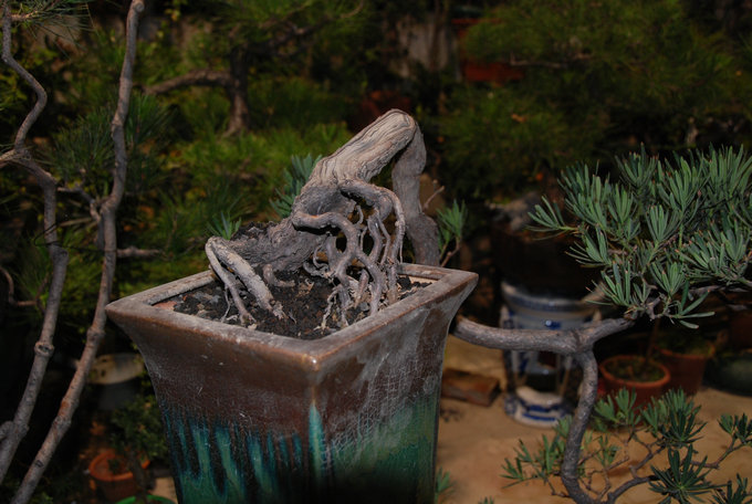 DSC_0442.JPG
