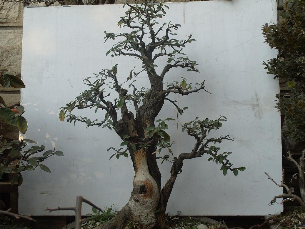 S1050384.JPG
