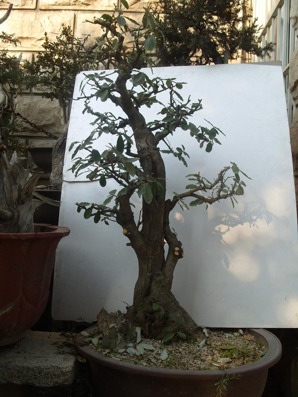 S1050395.JPG