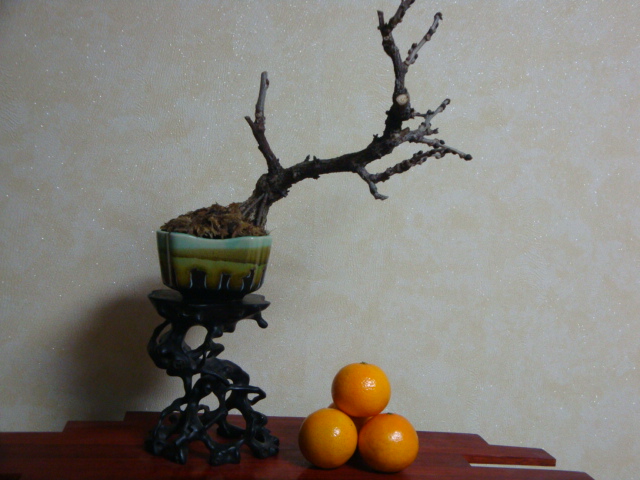 DSC07466.JPG