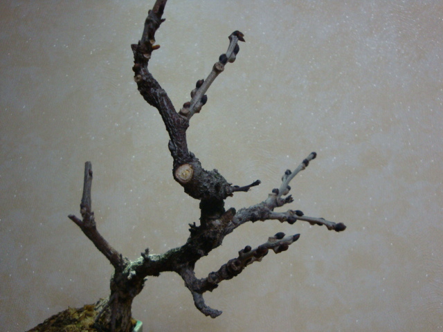 DSC07469.JPG
