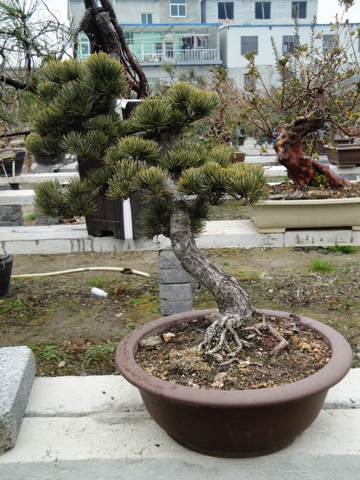 DSC08034.JPG