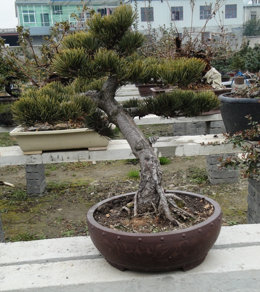 DSC08035.JPG