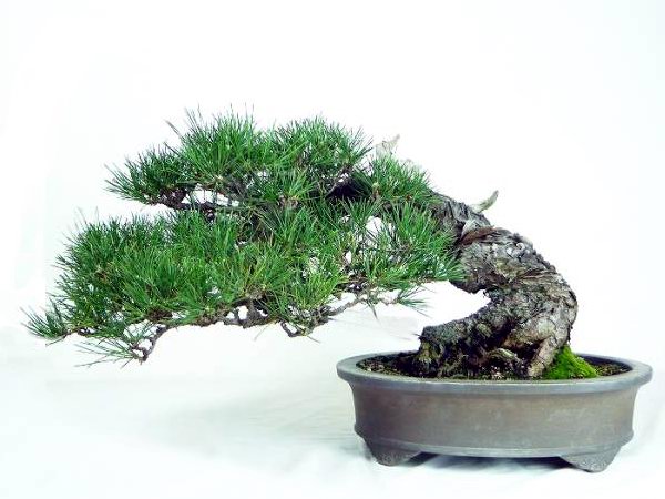 100cfa689bb3a.jpg