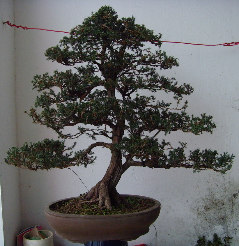 SNV37311.jpg