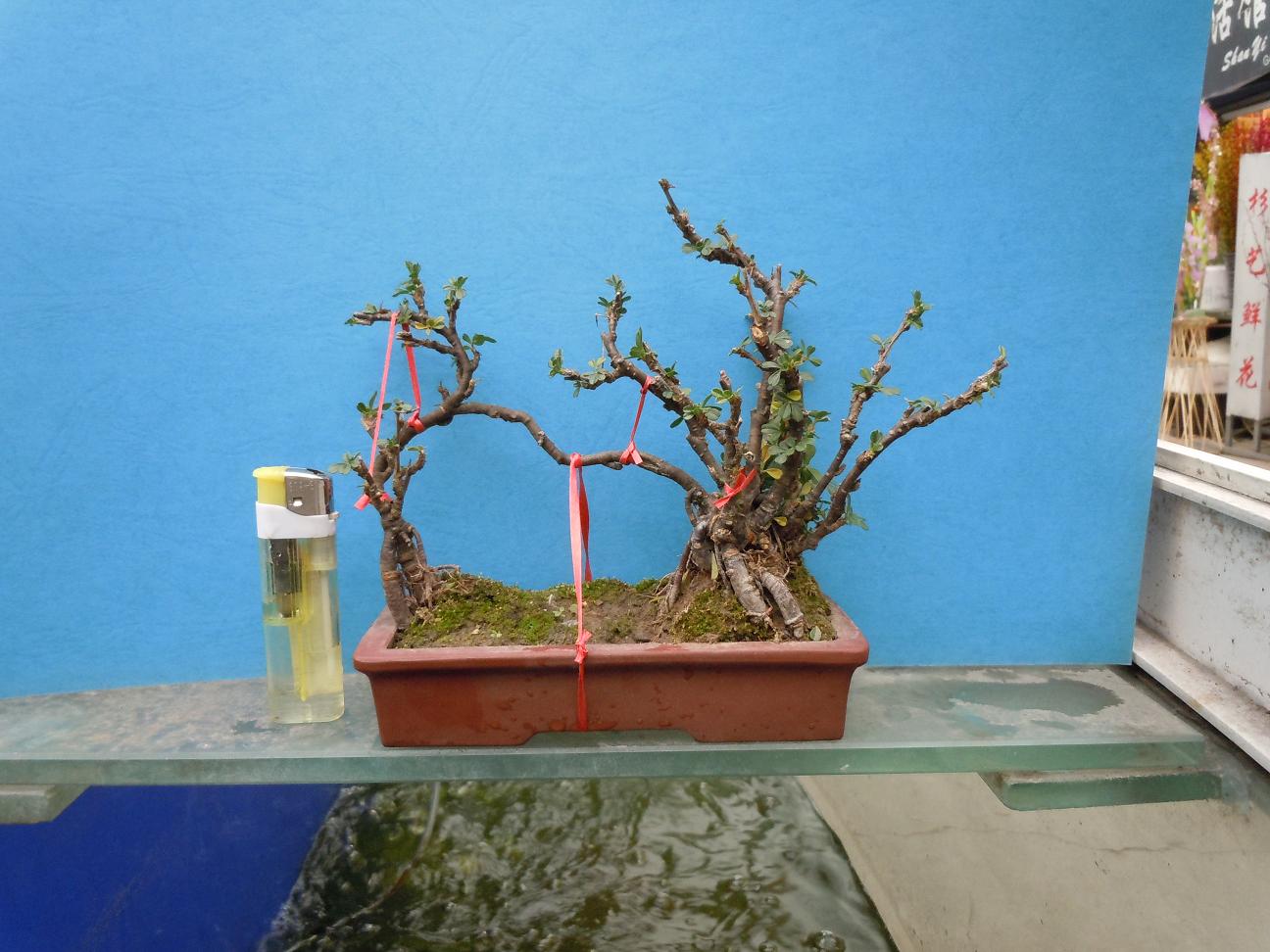 DSCN1762.jpg