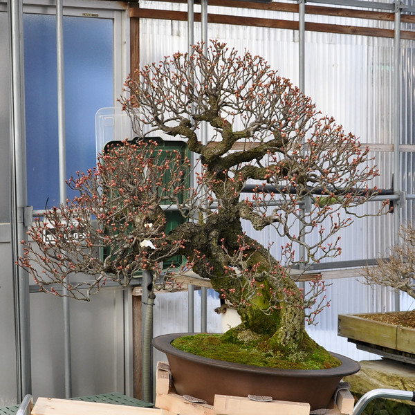 DSC0011-L.jpg