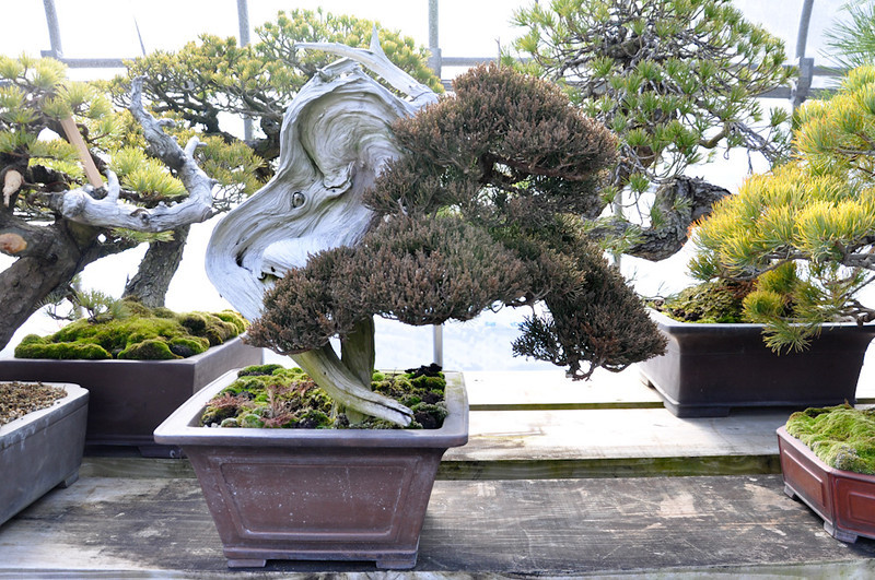 DSC0087-L.jpg