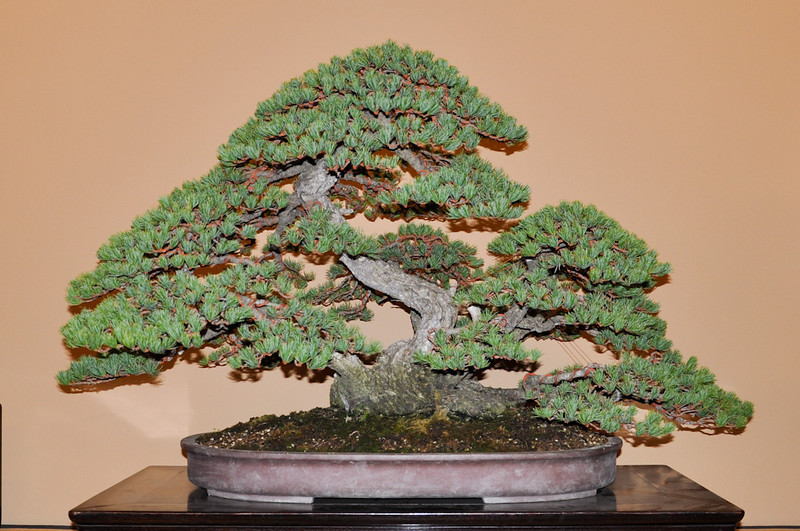 DSC0259-L.jpg