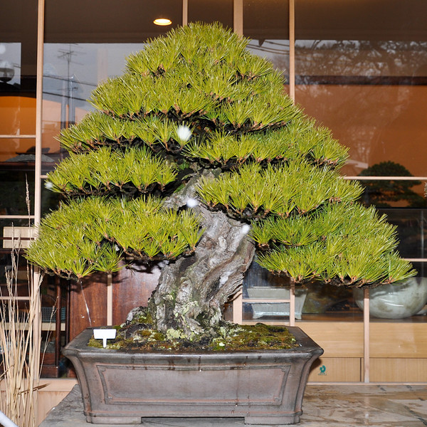 DSC0261-L.jpg