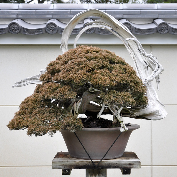 DSC0344-L.jpg