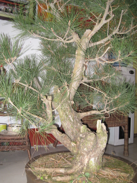 IMG_4266.JPG