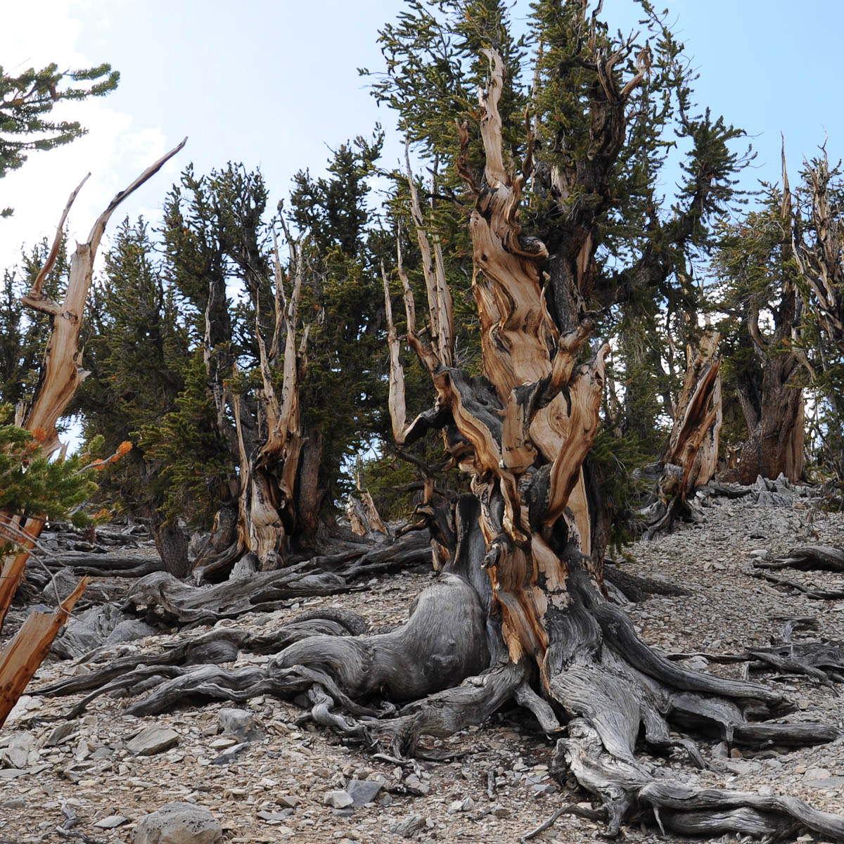 bristlecone-pine2-1.jpg