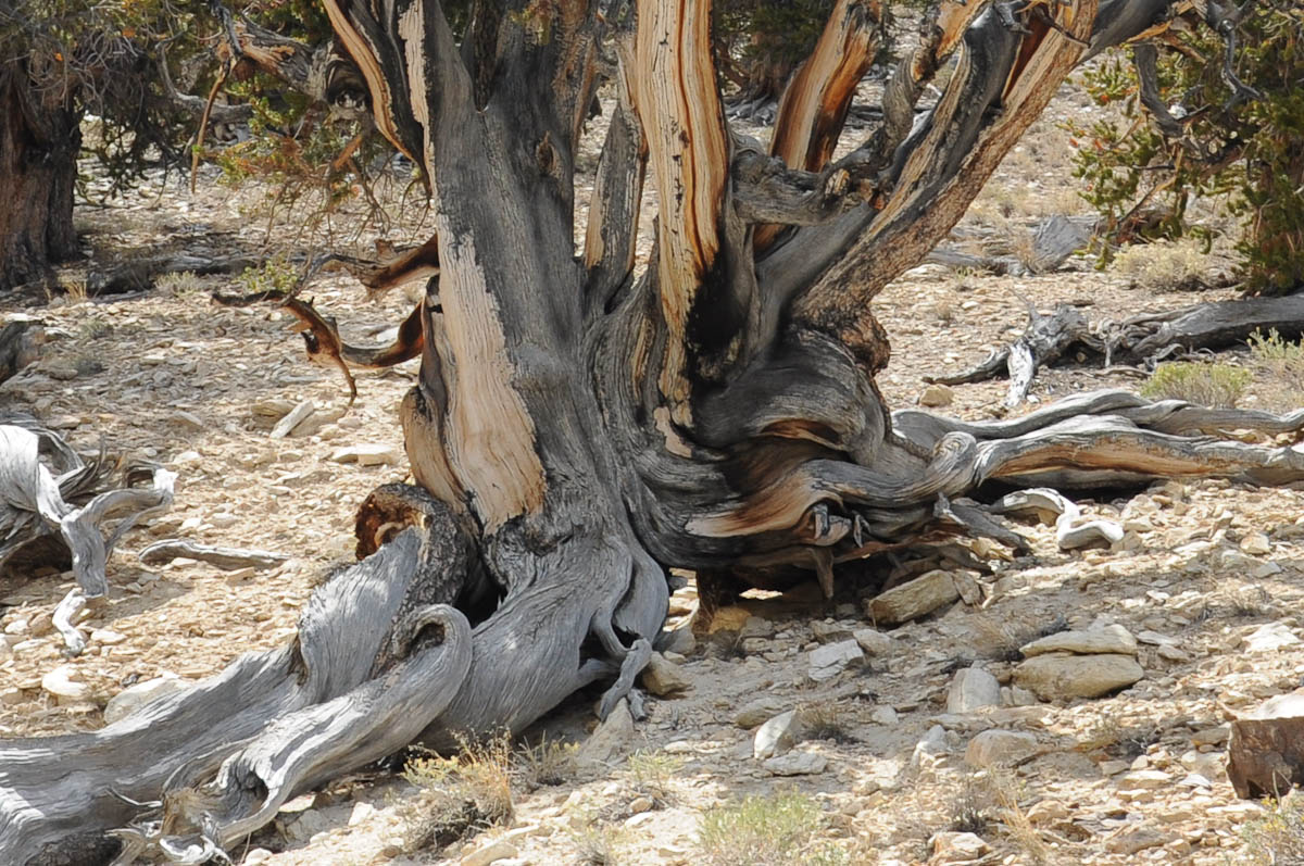 bristlecone-pine2-2.jpg